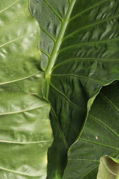 Huge Alocasia &