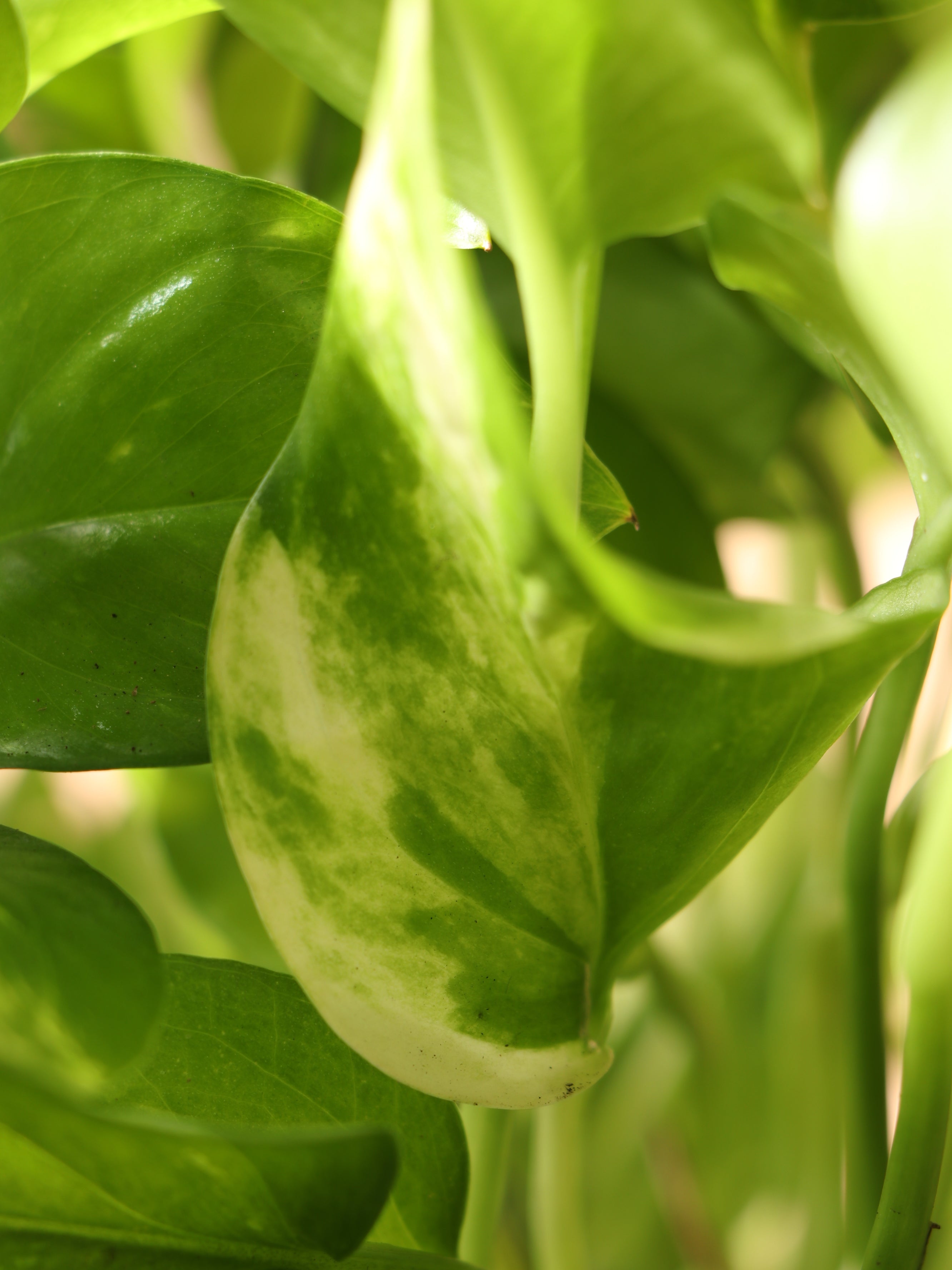 Hanging Pothos