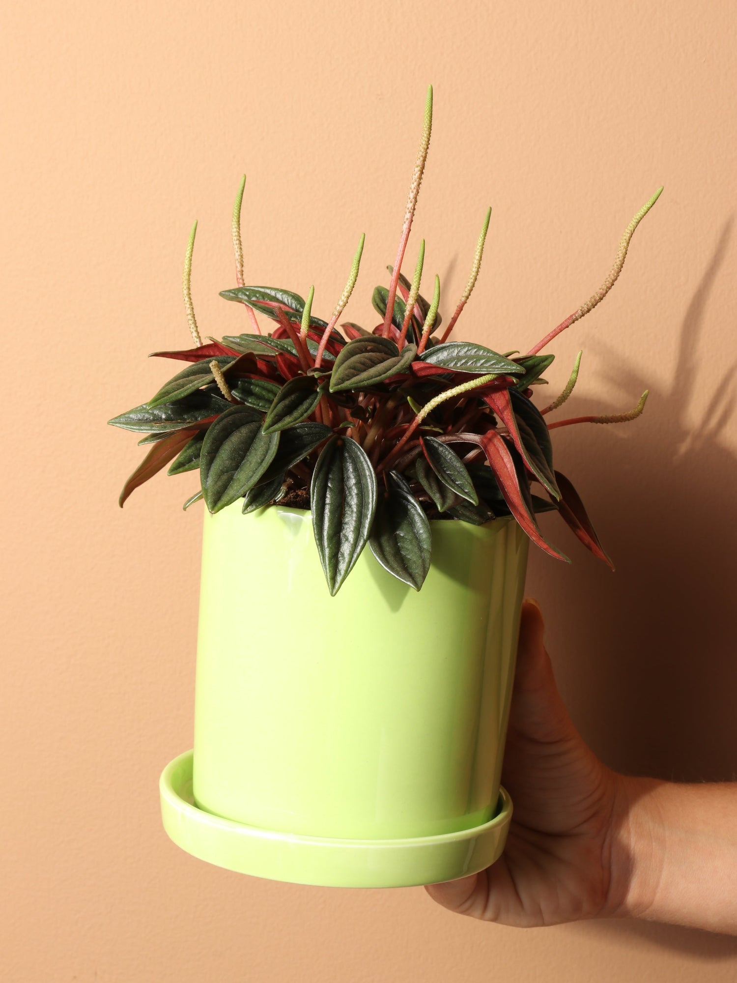 Small Peperomia Rosso