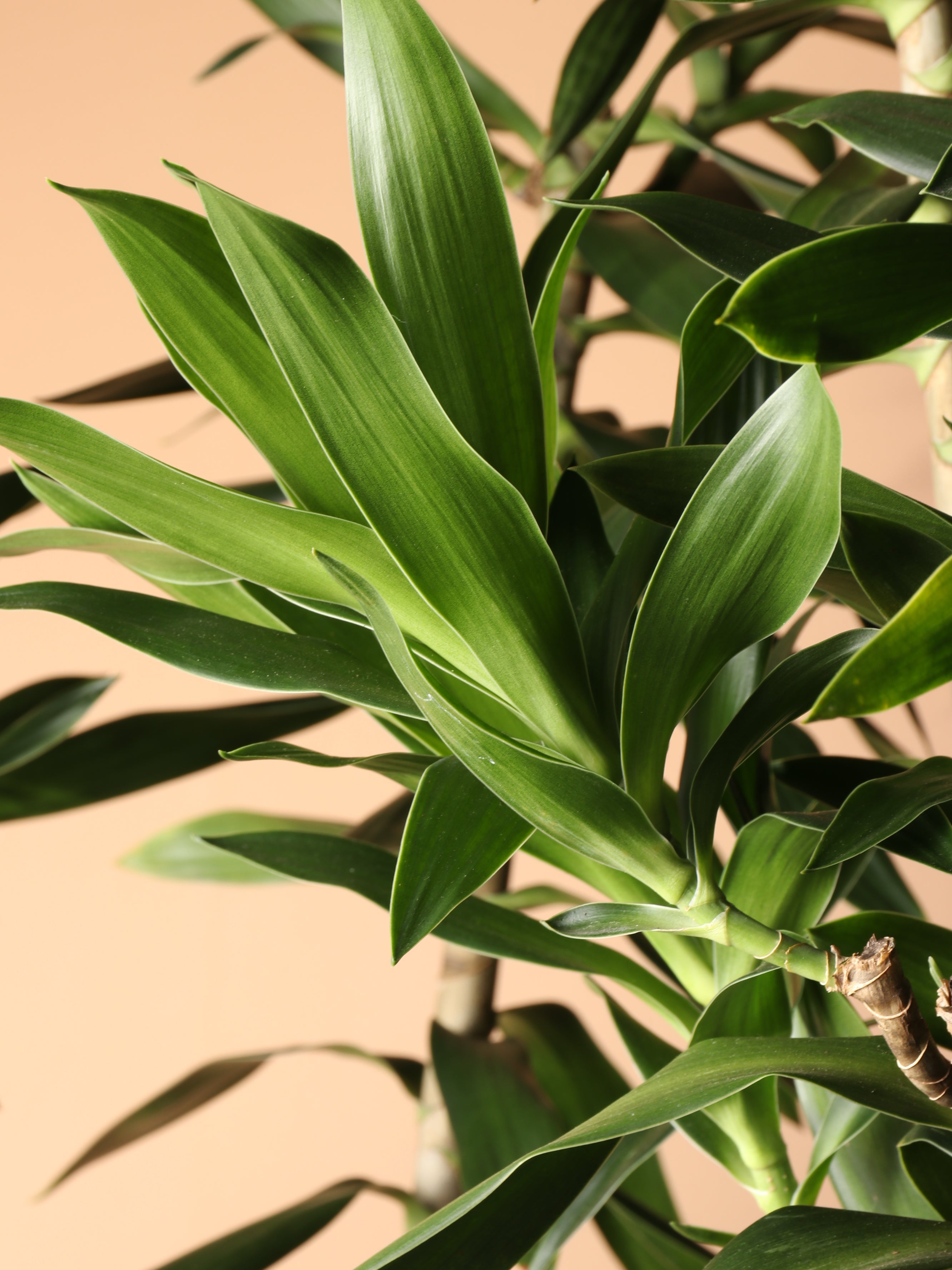 Huge Dracaena &