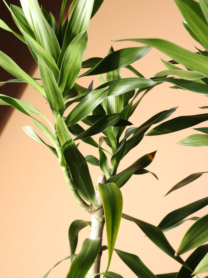 Huge Dracaena &