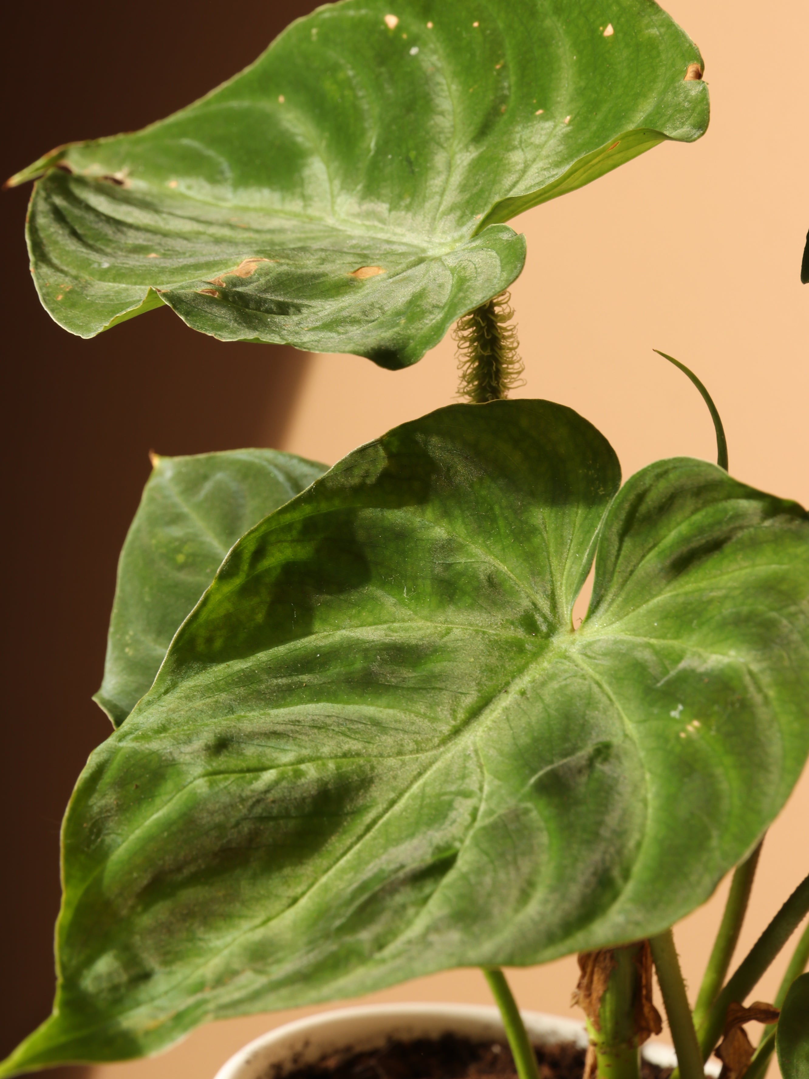 Small Philodendron Verrucosum