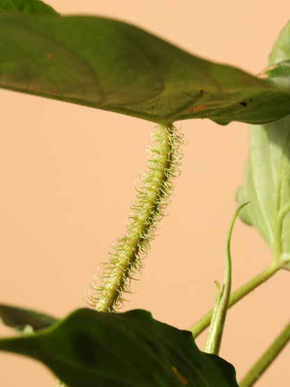 Small Philodendron Verrucosum