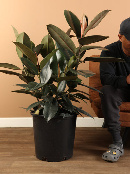 Full Size Rubber Tree Bush