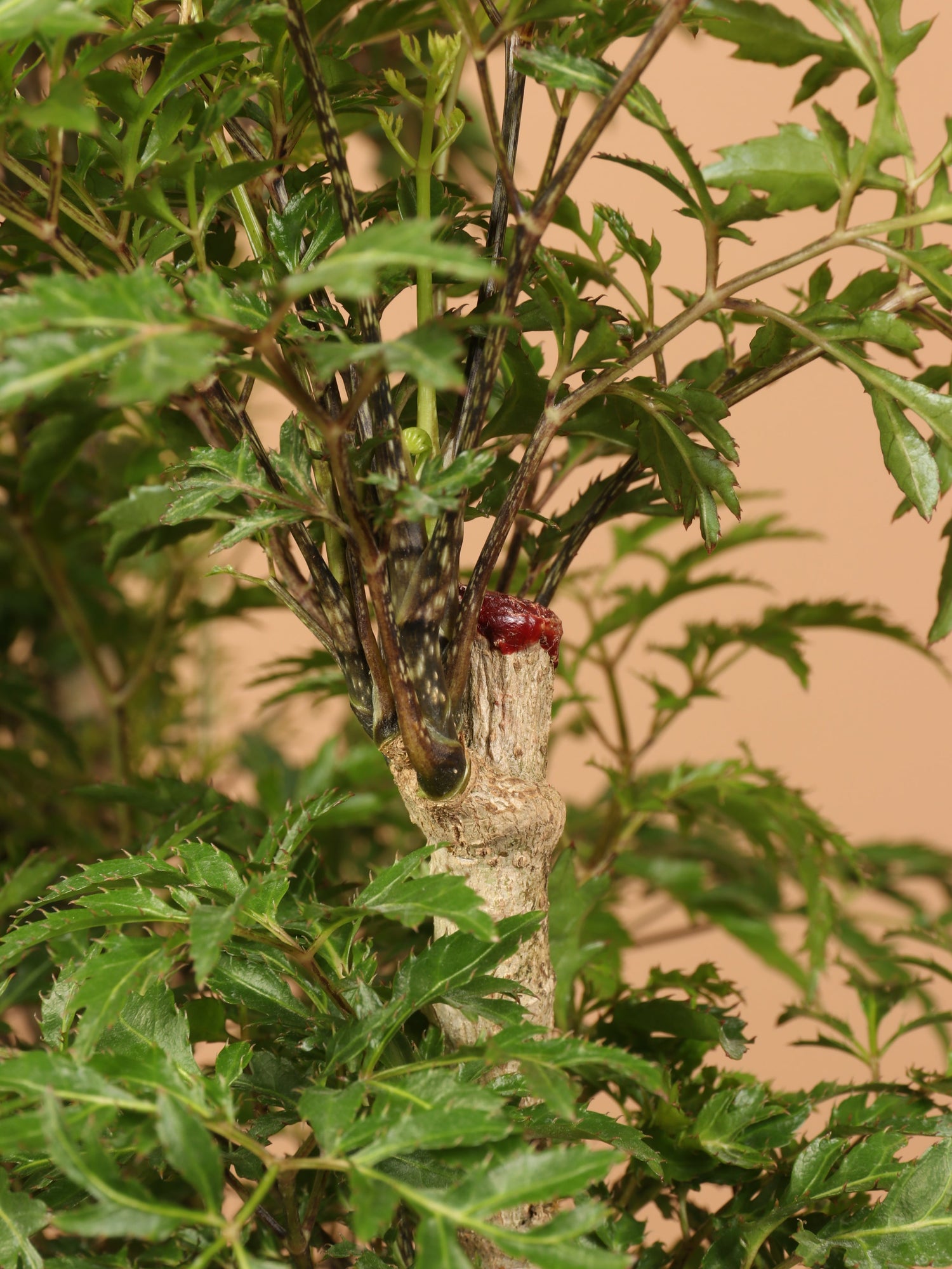 Large Ming Aralia (short)