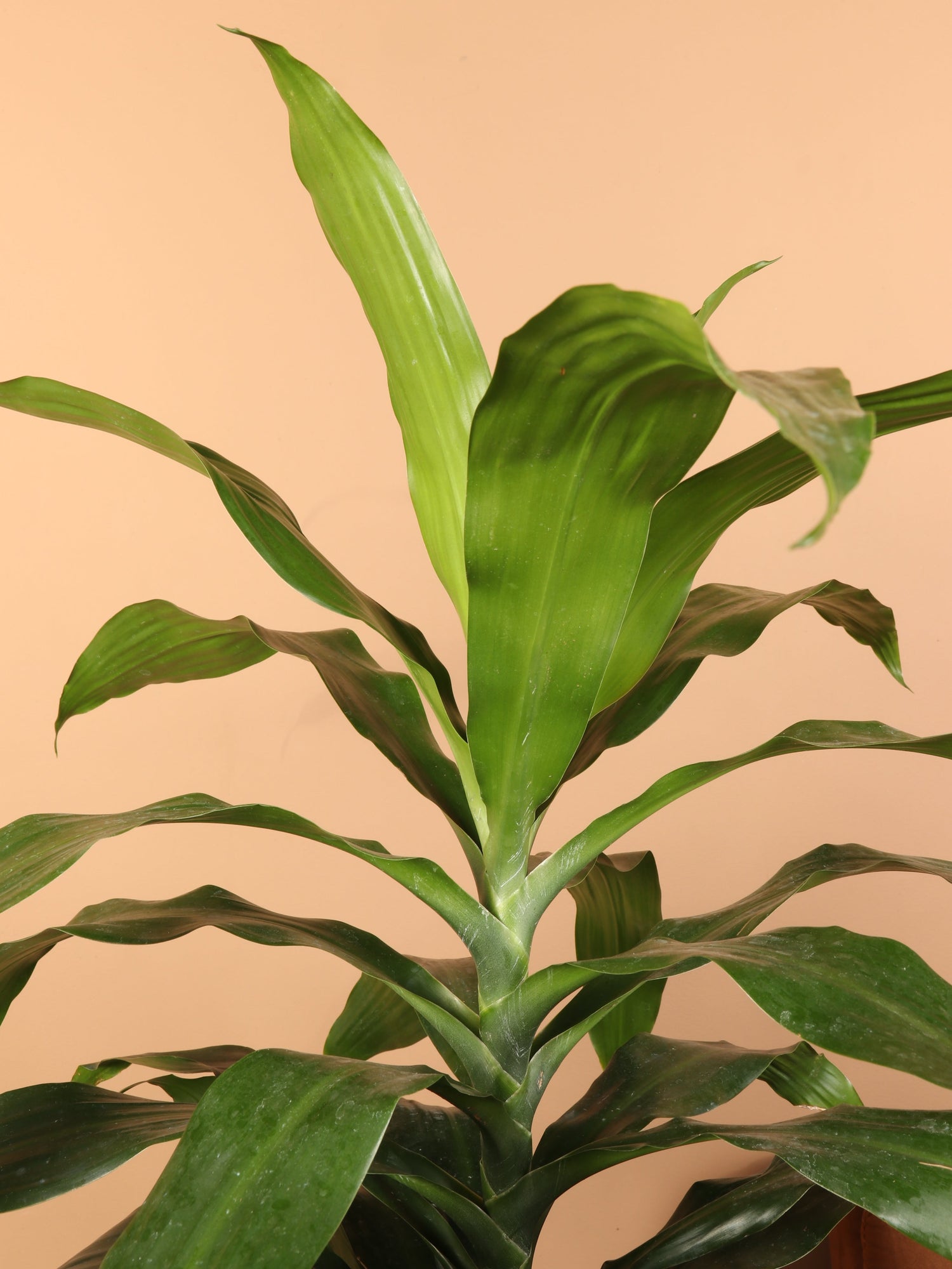 Large Dracaena &