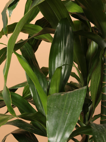 Large Dracaena &