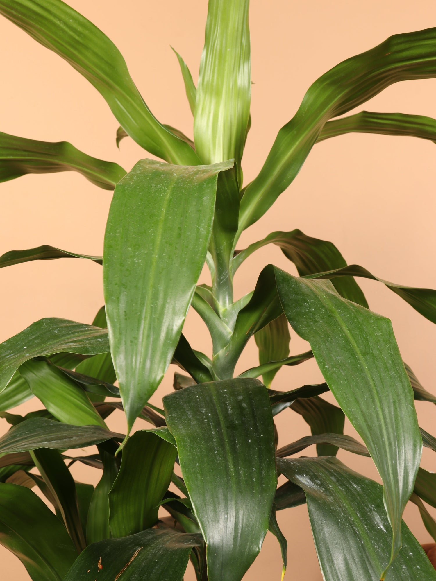 Large Dracaena &