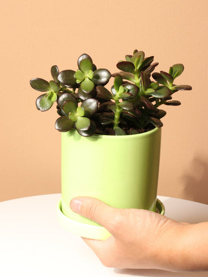 Small Jade Plant