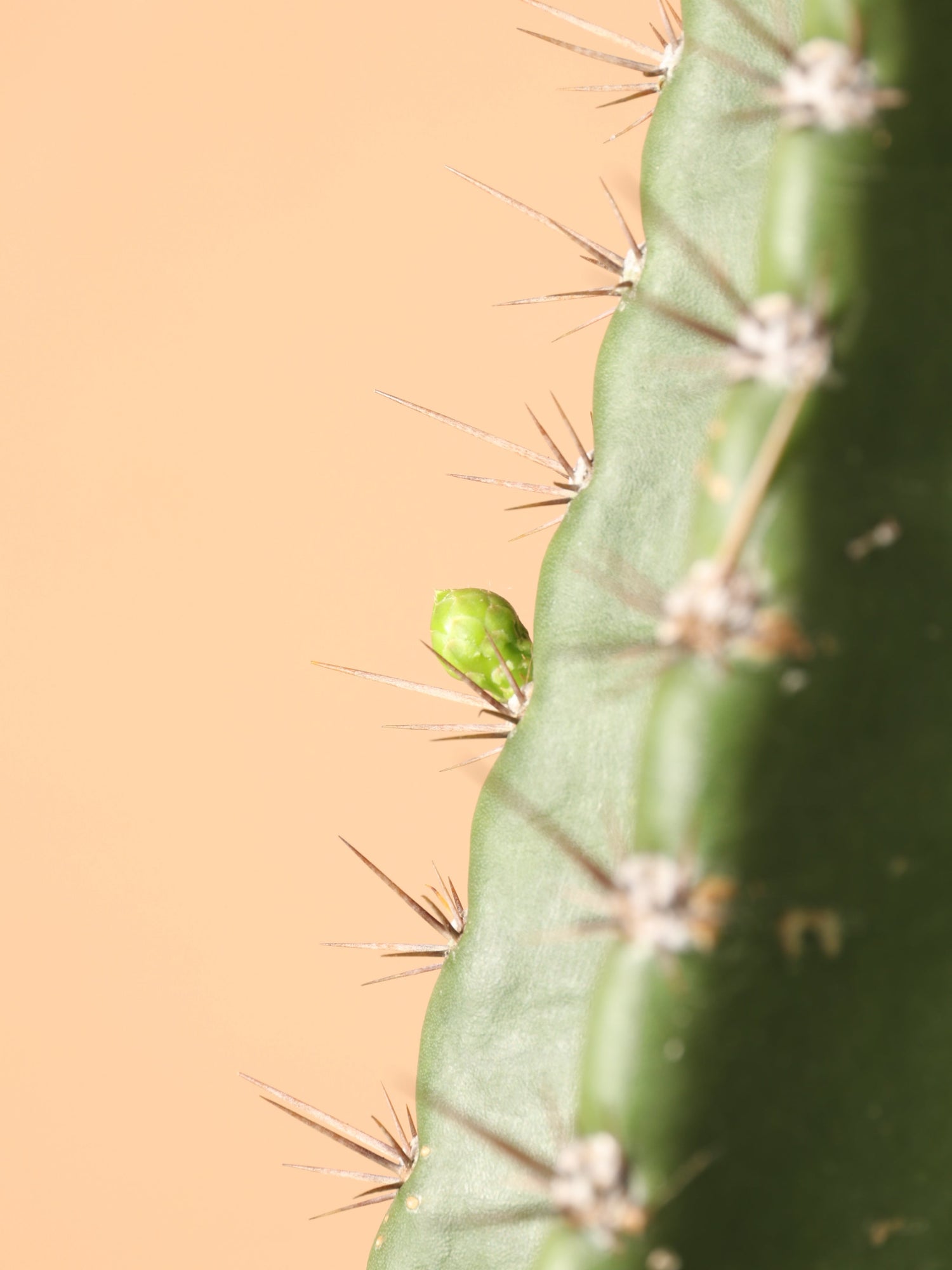 Full Size Peruvian Cactus