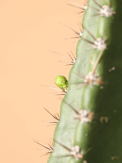 Full Size Peruvian Cactus