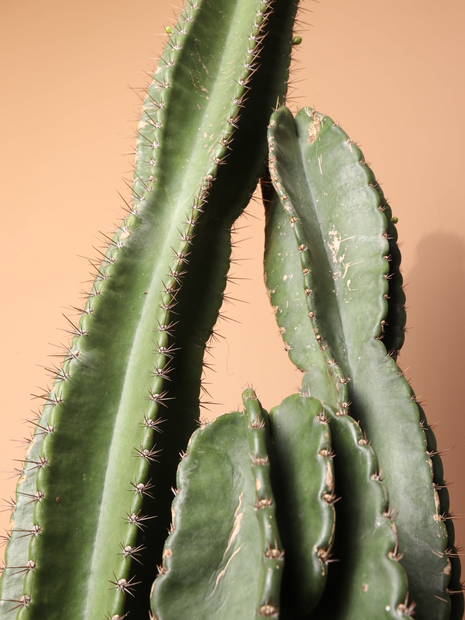 Full Size Peruvian Cactus