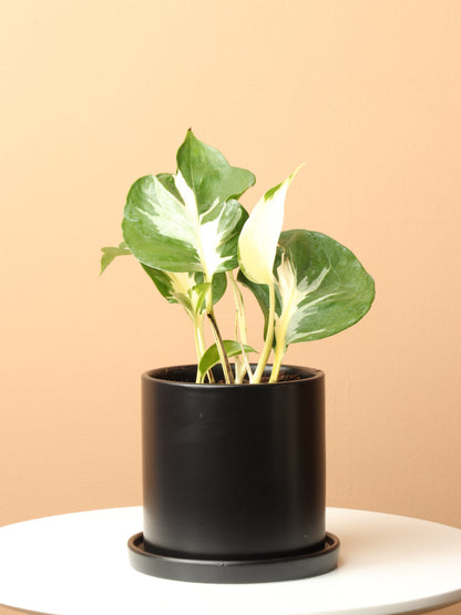 Small Pothos &