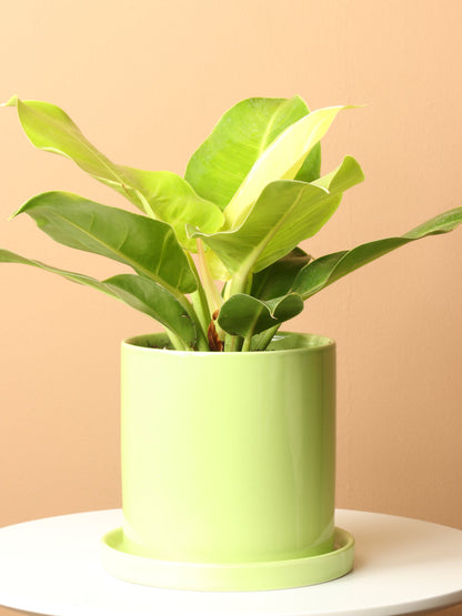 Medium Philodendron &