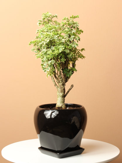 Medium Ming Aralia &
