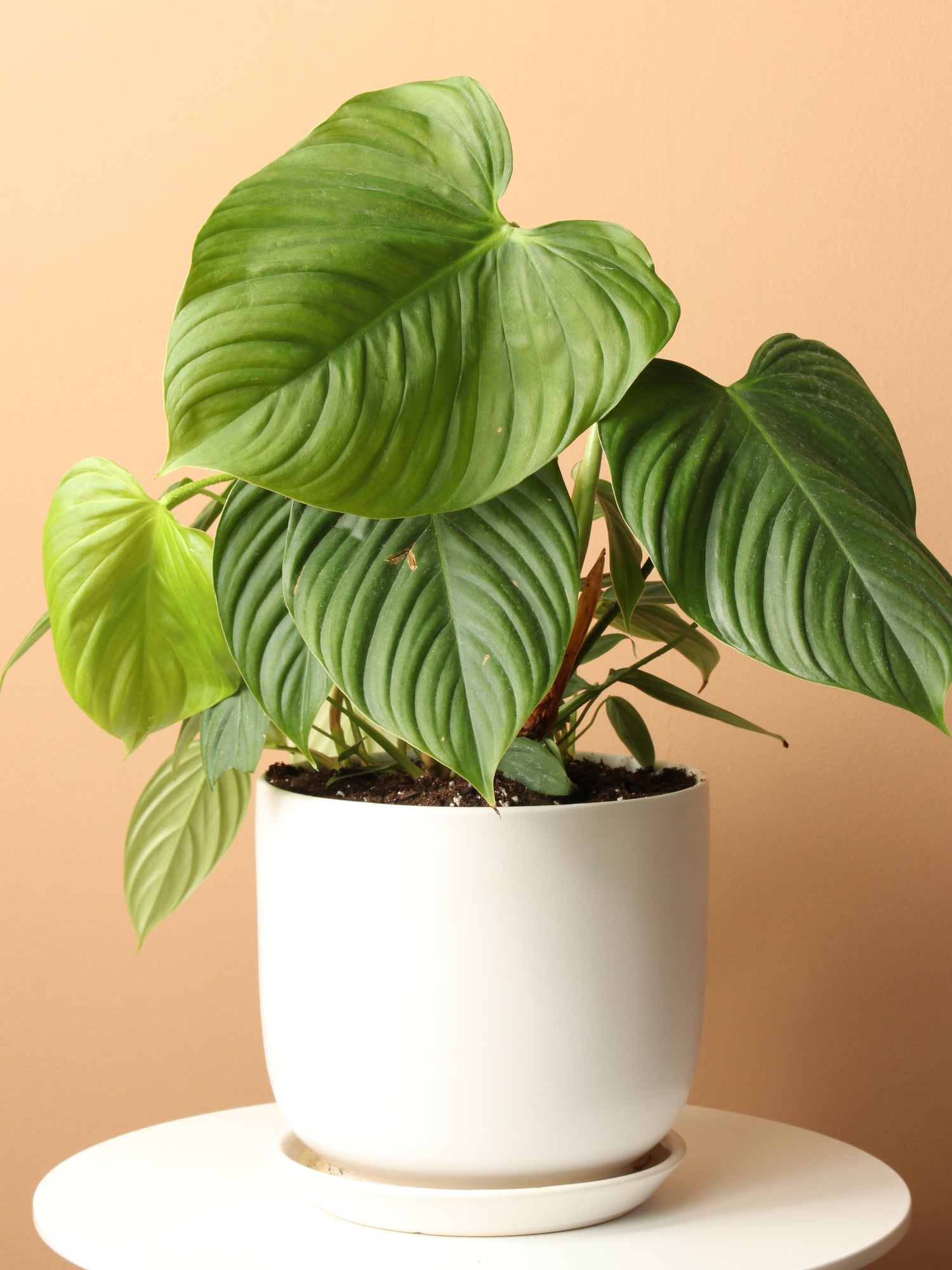 Medium Philodendron &