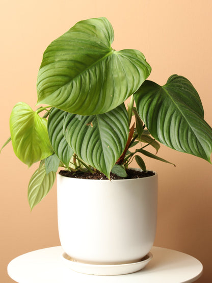 Medium Philodendron &