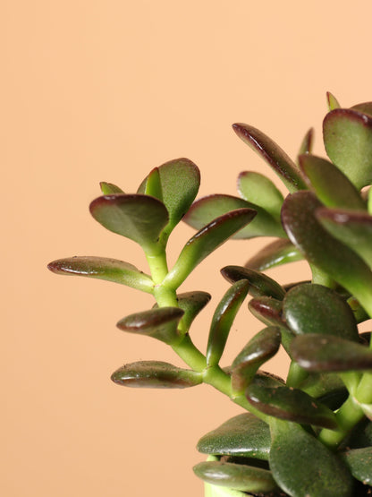 Small Jade Plant