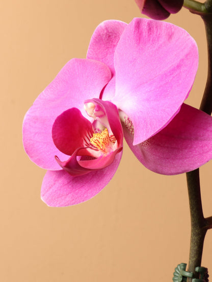 Small Purple Orchid Single Stalk
