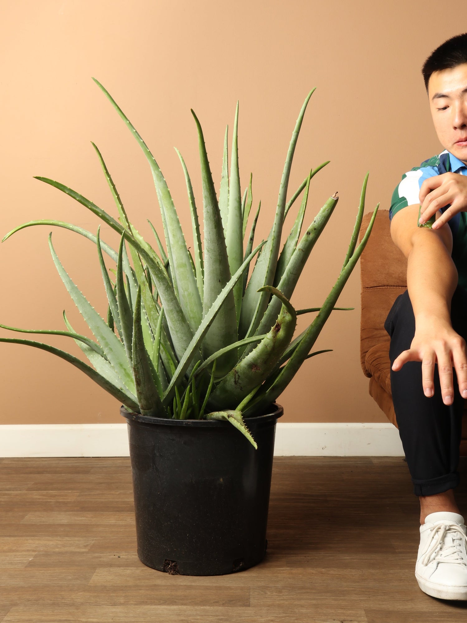 Full Size Aloe Vera