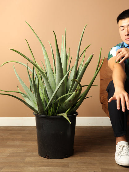 Full Size Aloe Vera