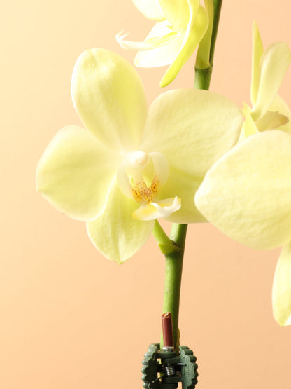 Small Green Orchid Double Stalks