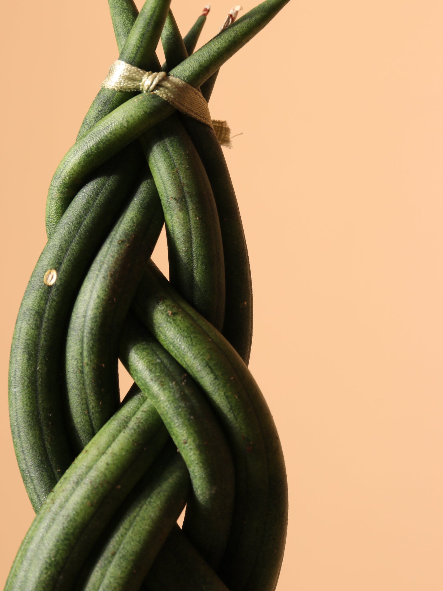 Small Snake Cylindrica Braided