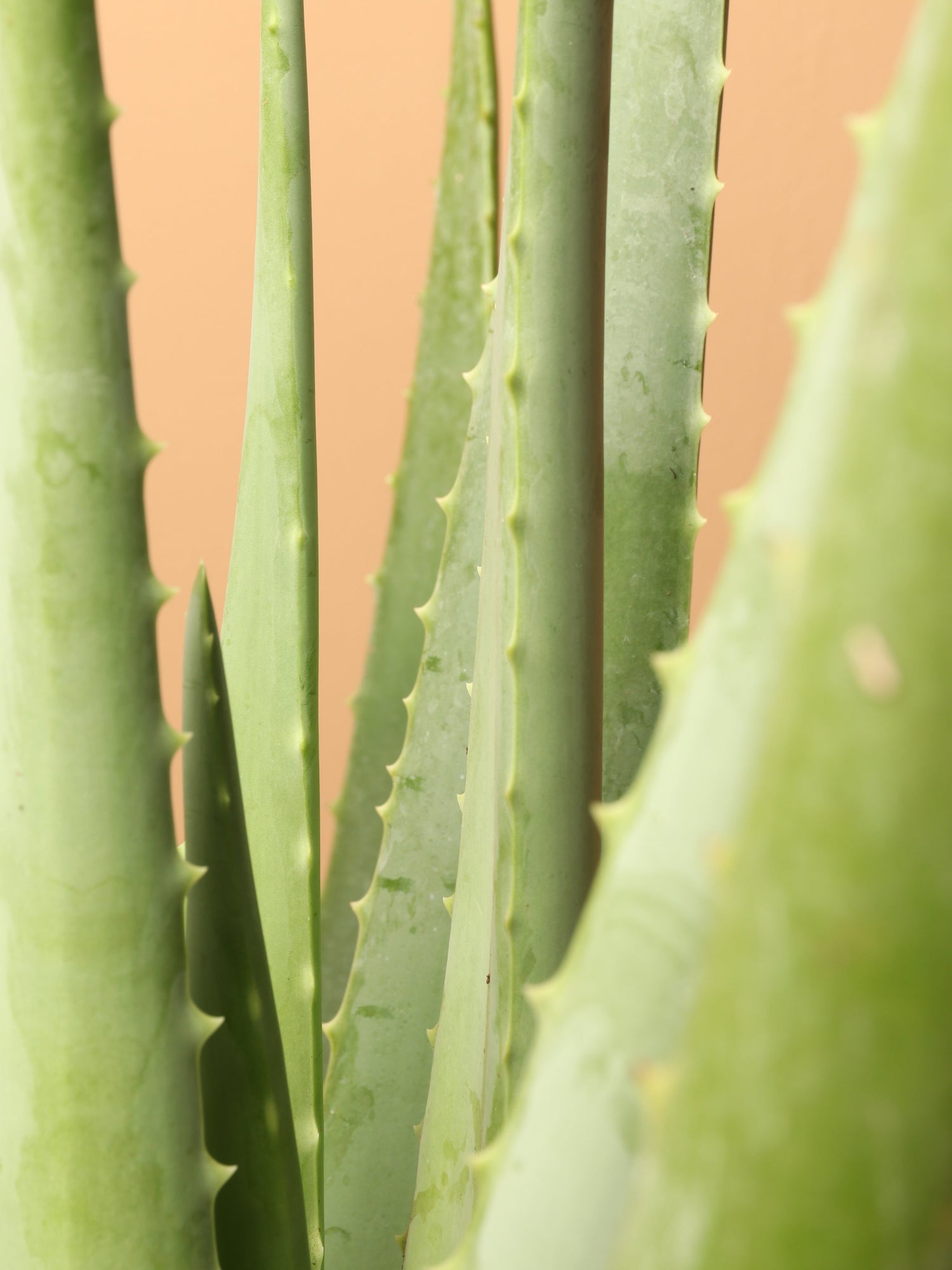 Full Size Aloe Vera