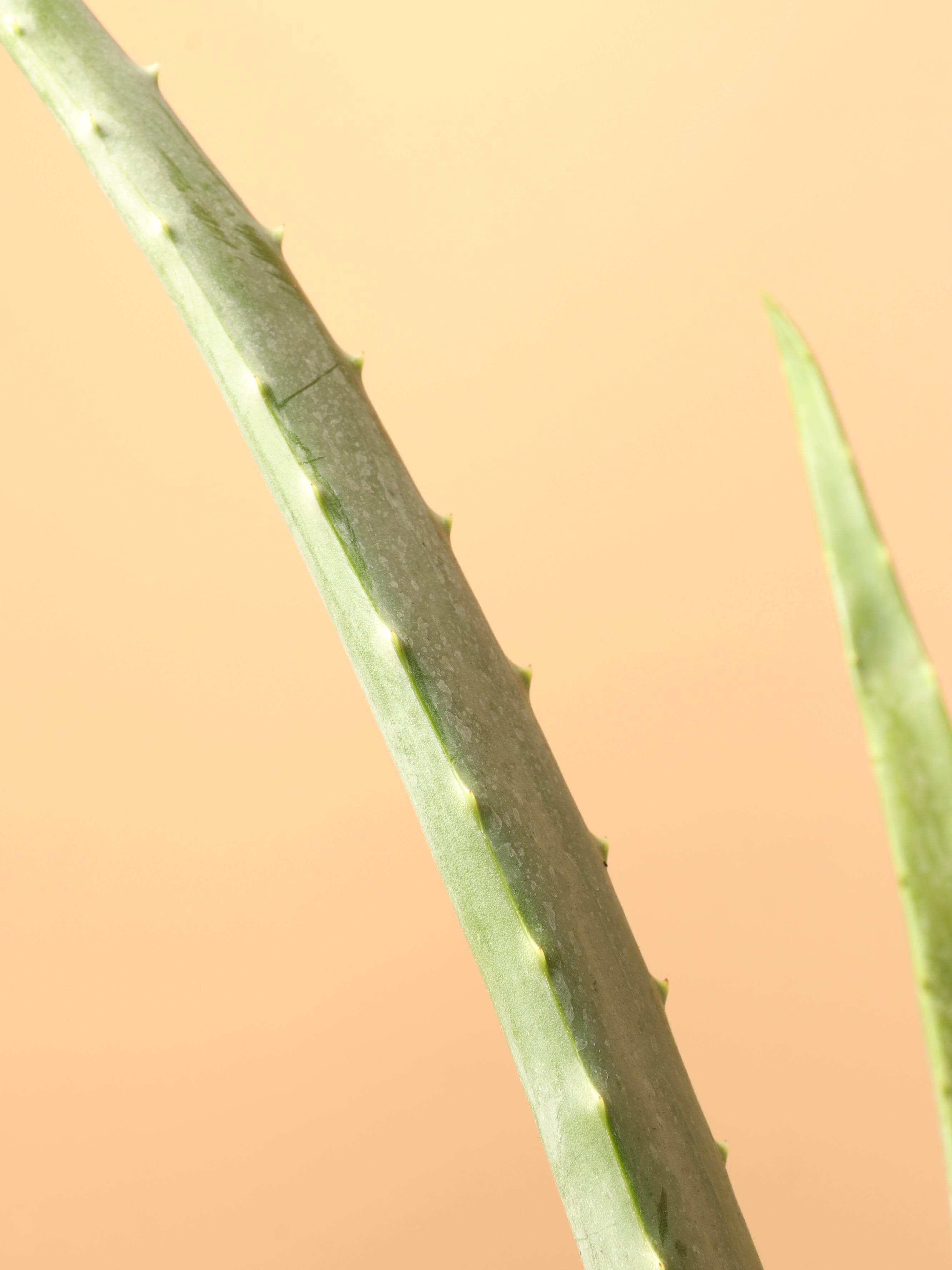 Full Size Aloe Vera