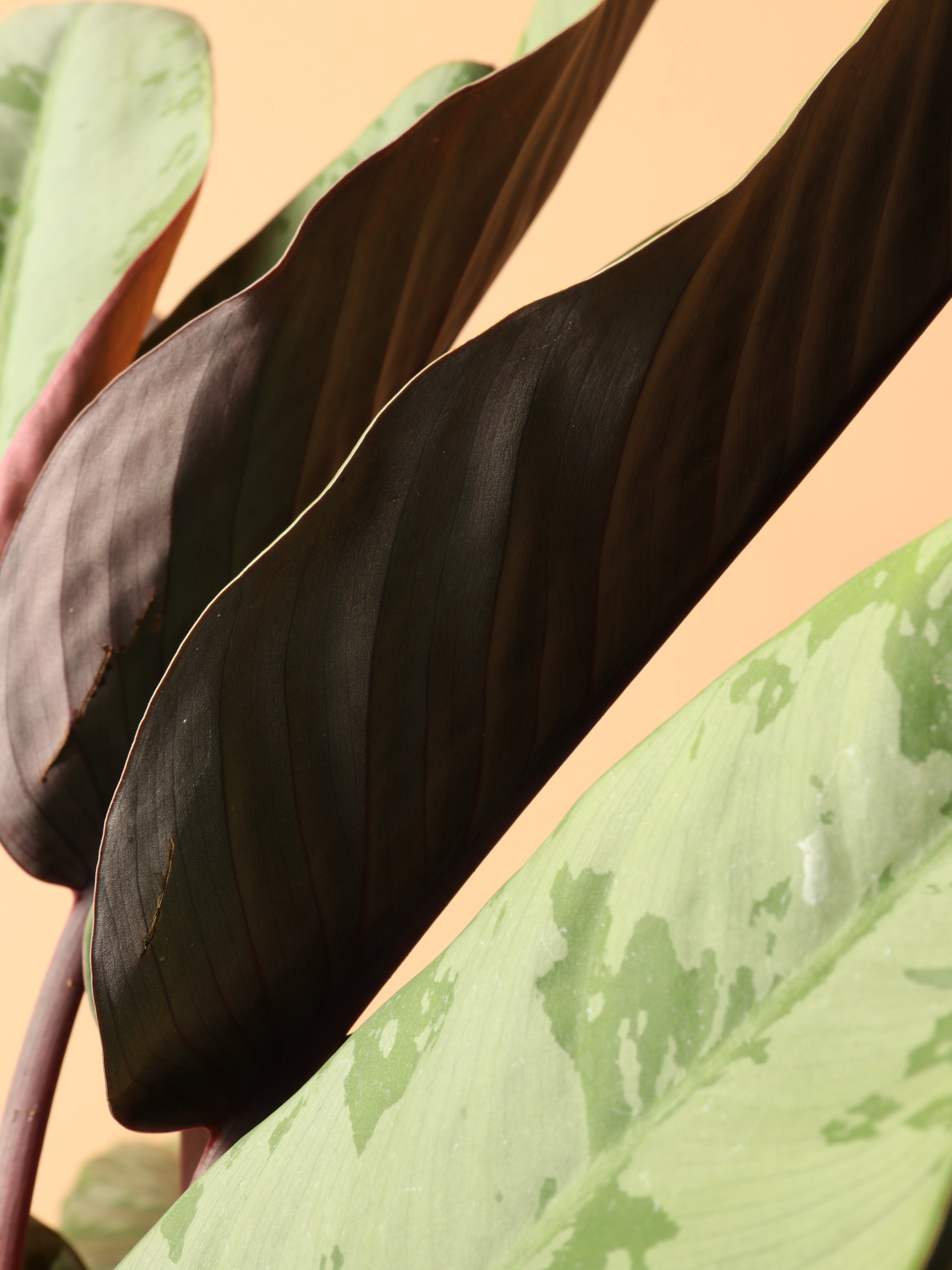 Medium Apoballis Acuminatissima &