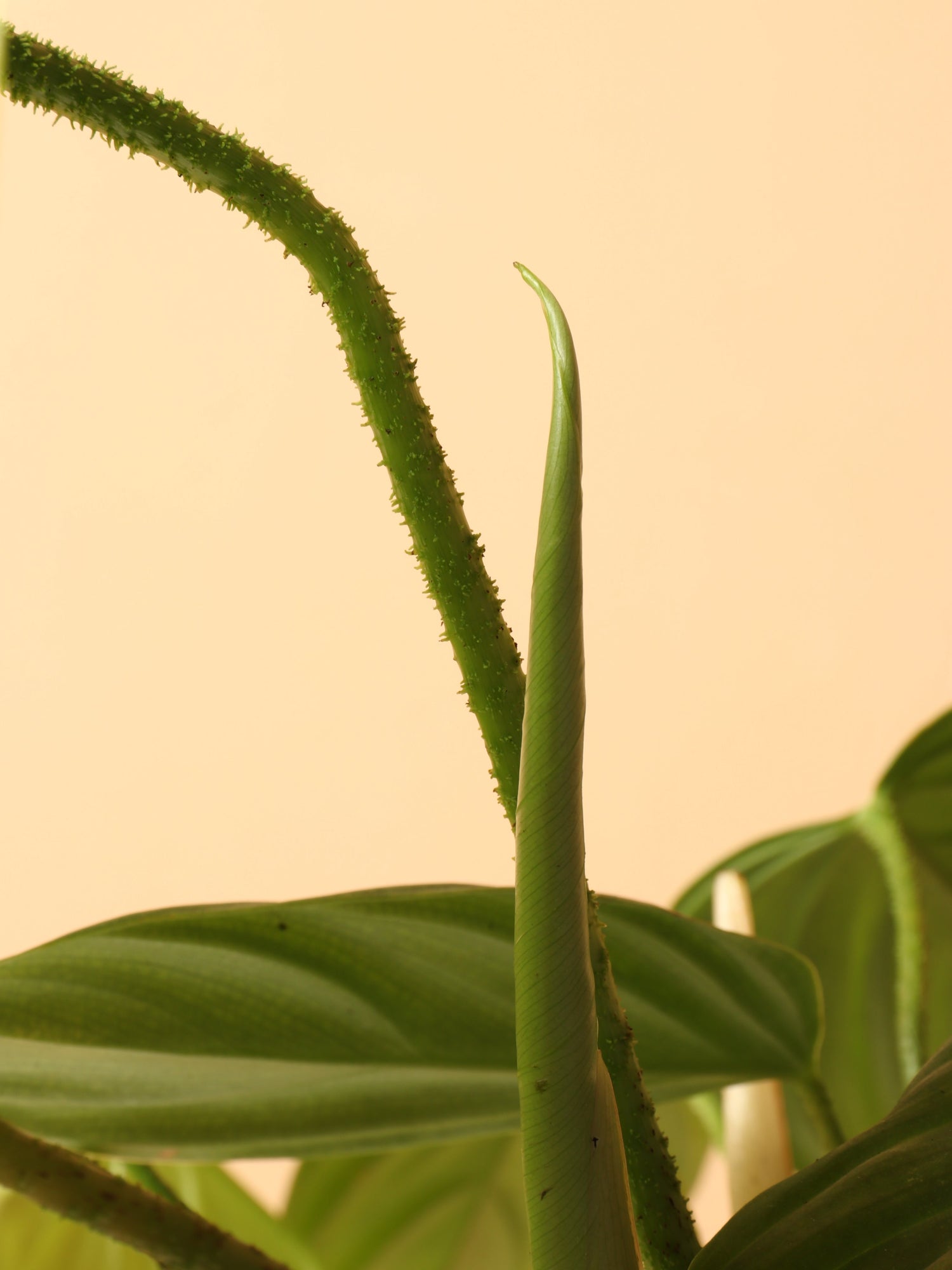 Medium Philodendron &