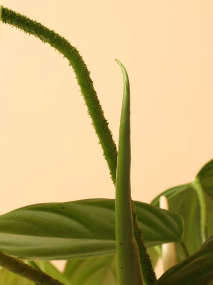 Medium Philodendron &