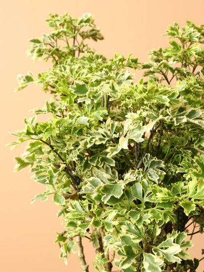 Medium Ming Aralia &