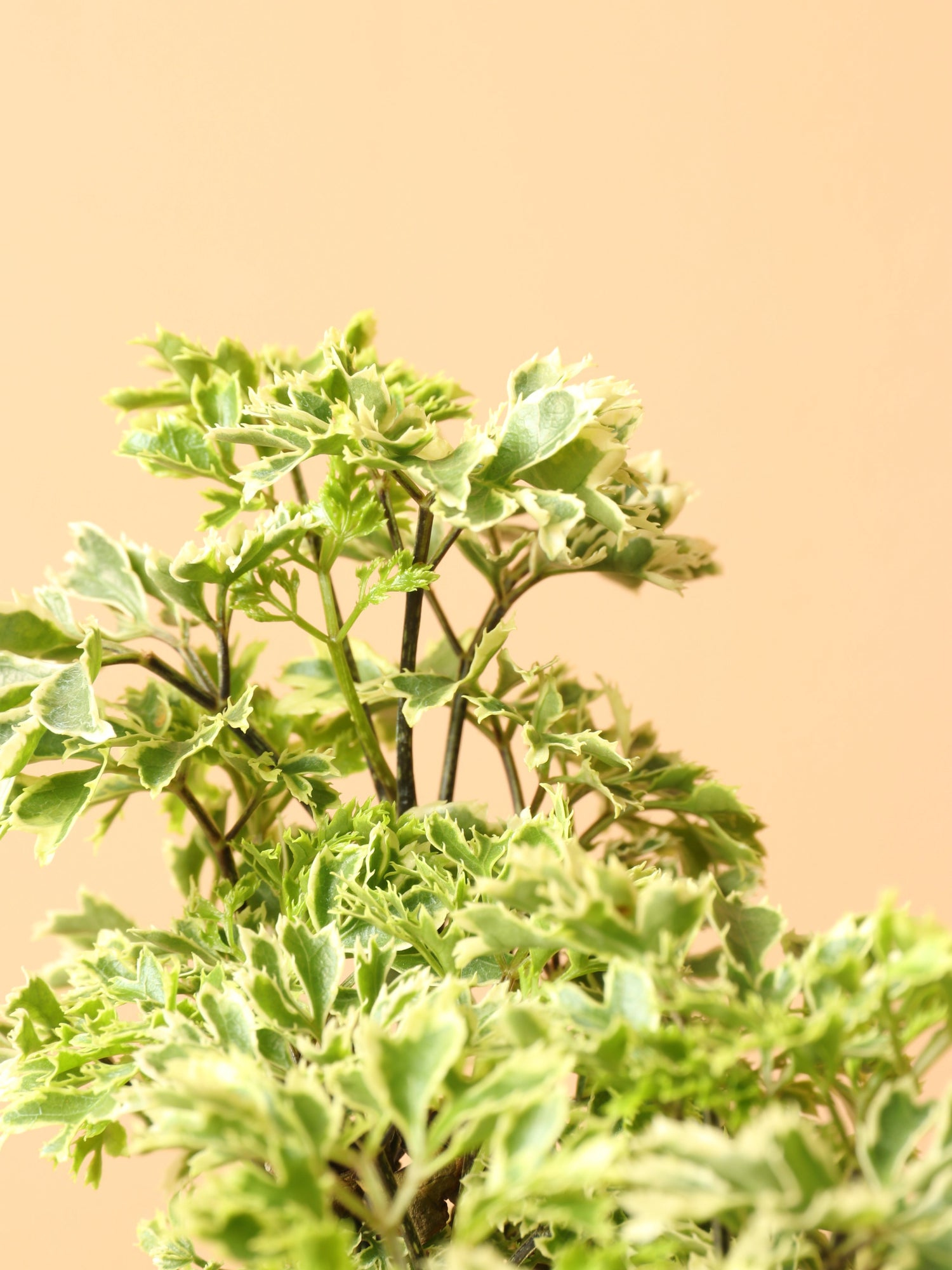 Medium Ming Aralia &