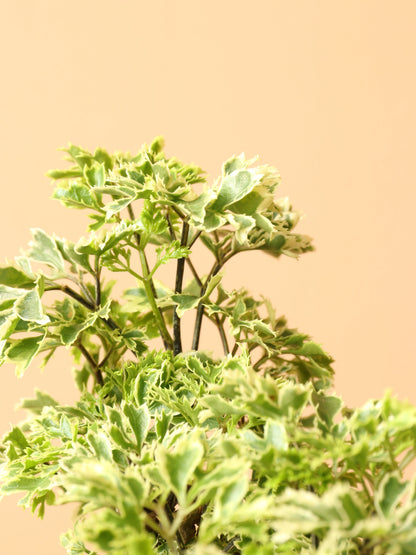 Medium Ming Aralia &
