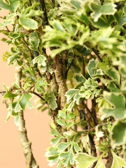 Medium Ming Aralia &