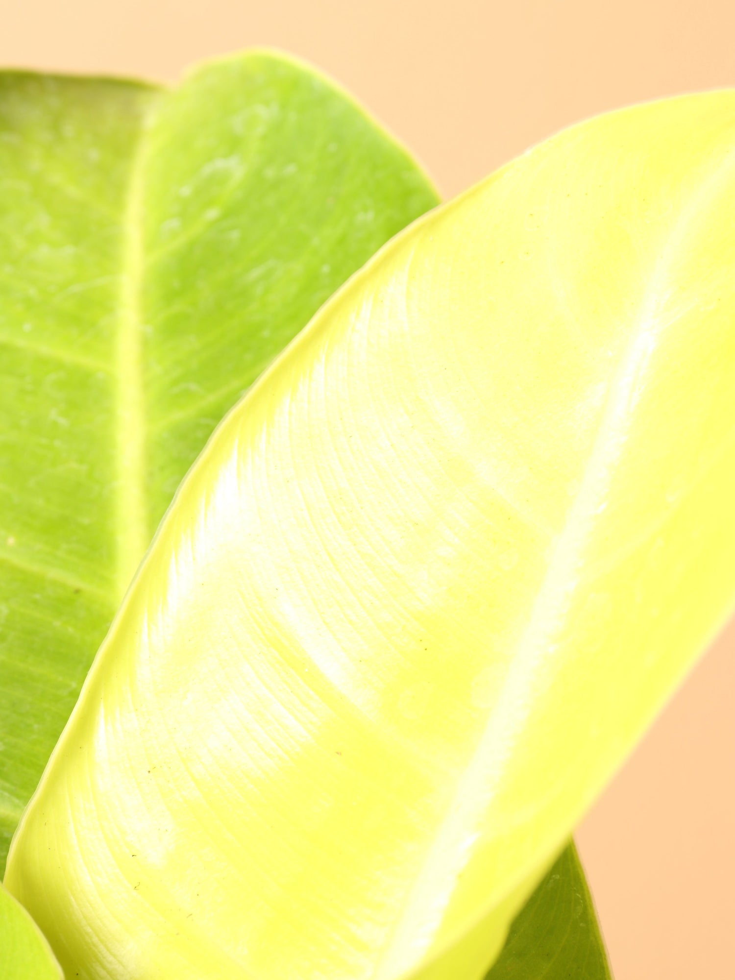 Medium Philodendron &