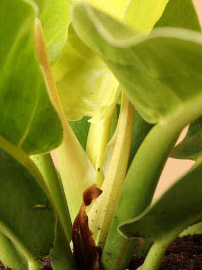 Medium Philodendron &
