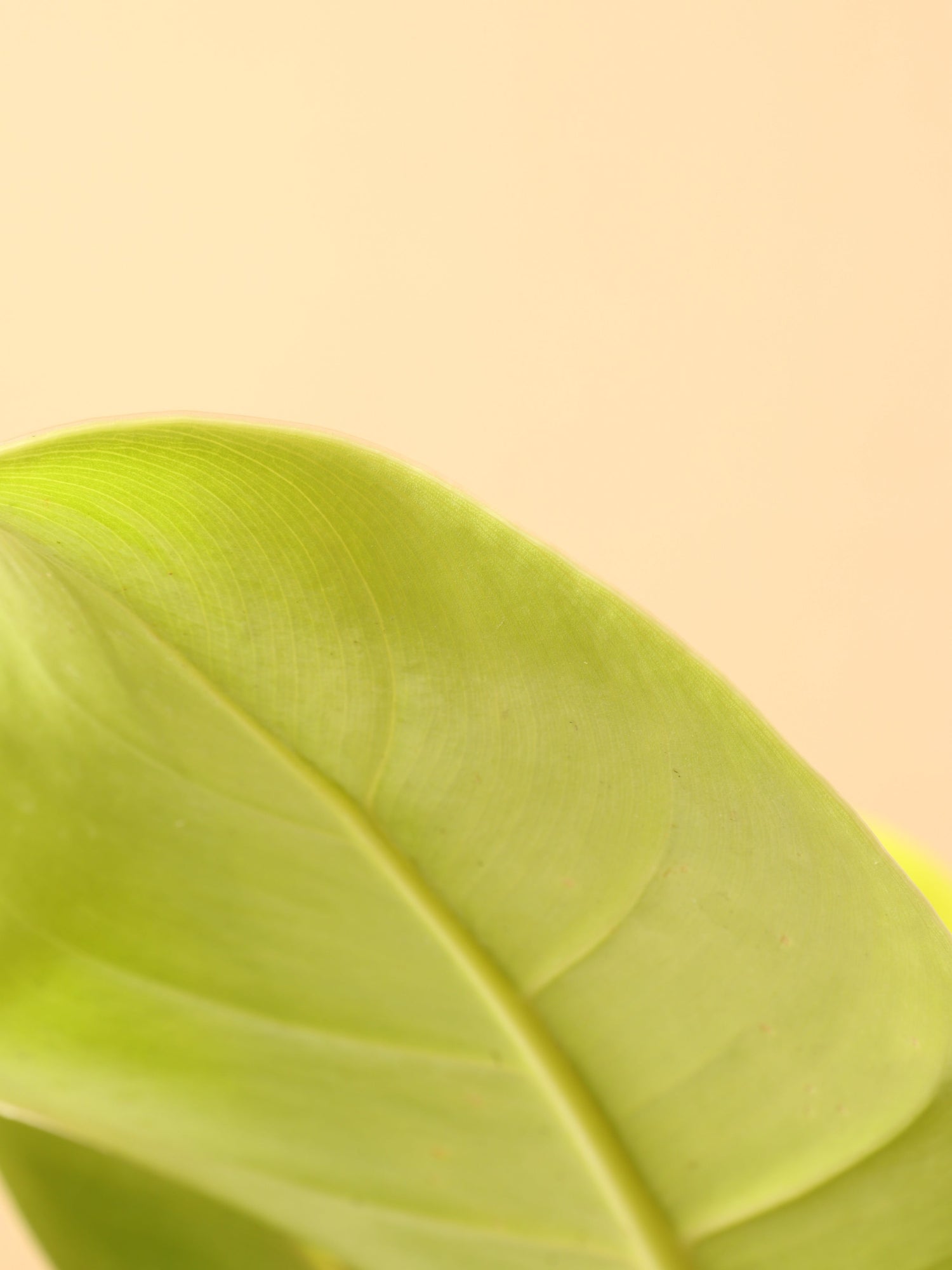 Medium Philodendron &