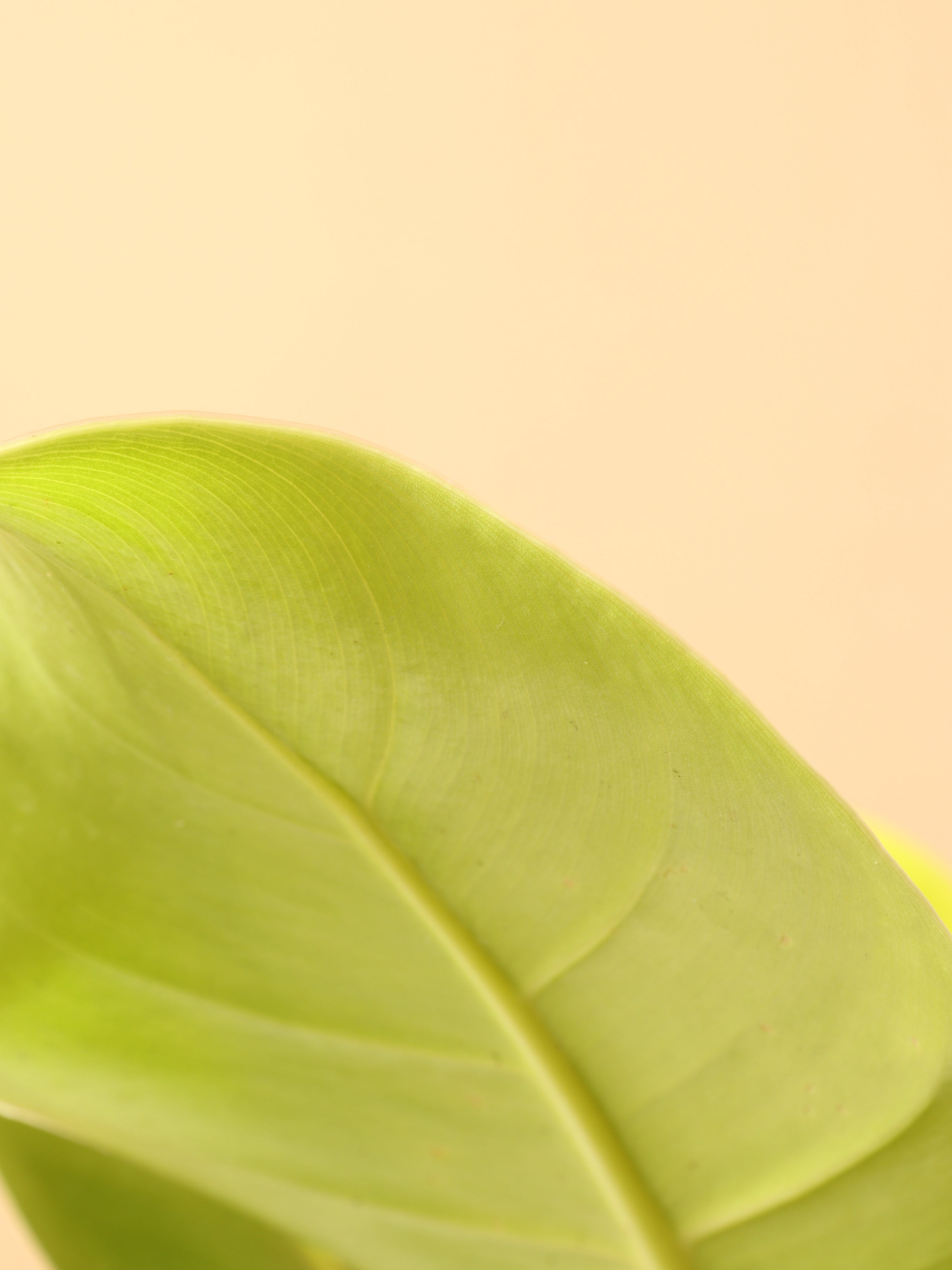 Medium Philodendron &