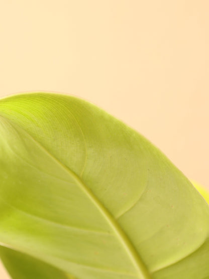 Medium Philodendron &
