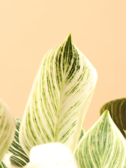 Medium Philodendron &