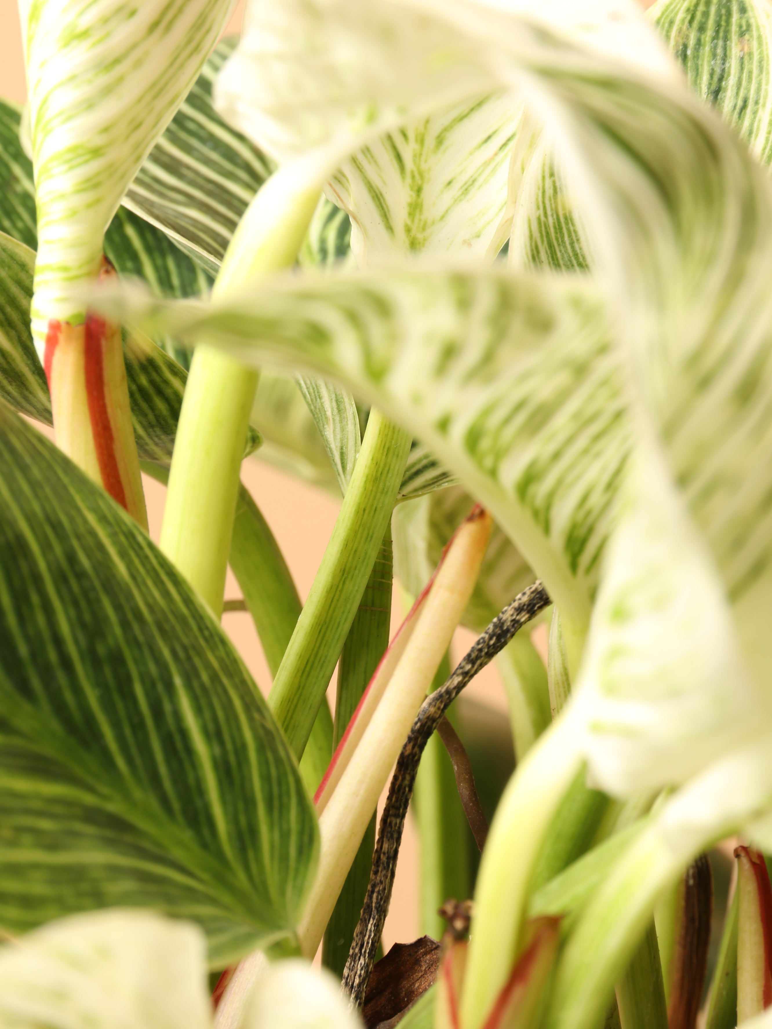 Medium Philodendron &