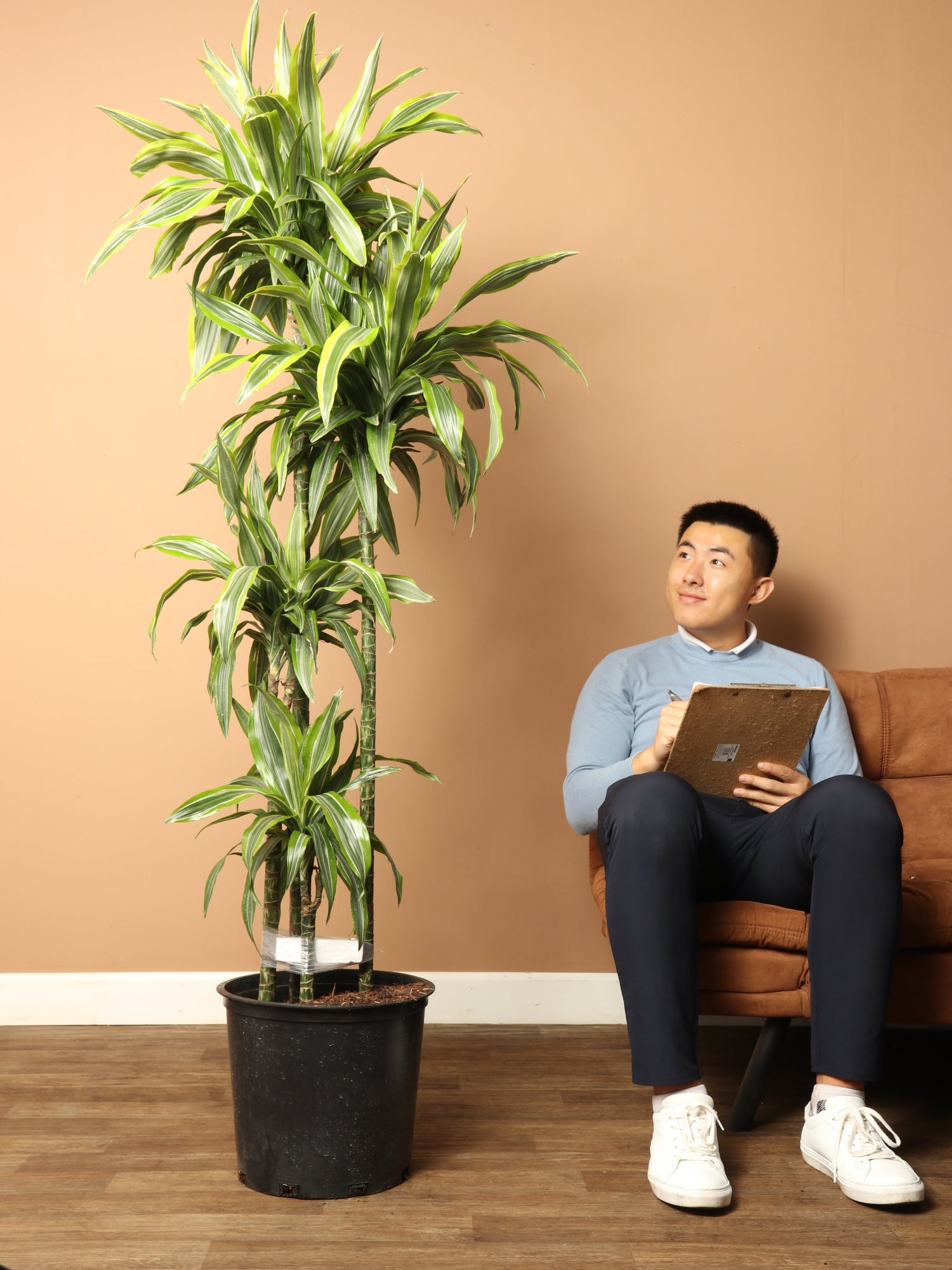 Full Size Dracaena Warneckii &
