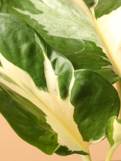 Small Pothos &