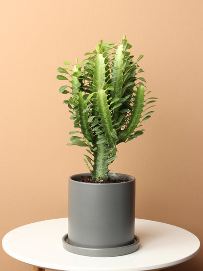 Cactus &amp; Succulent Bundle