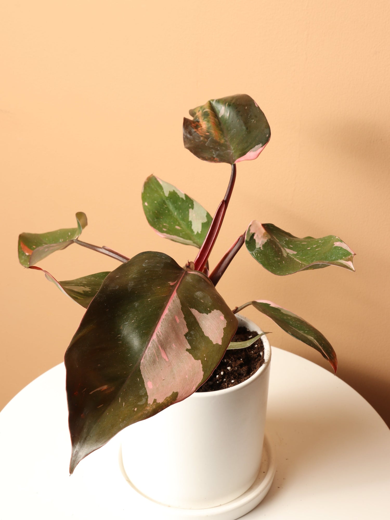 Small Philodendron &