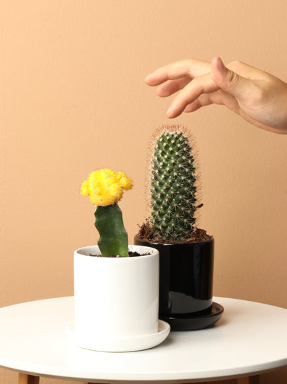 Small Cactus Couple