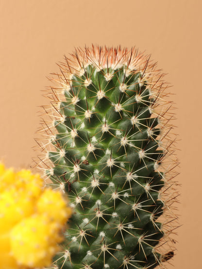 Small Cactus Couple