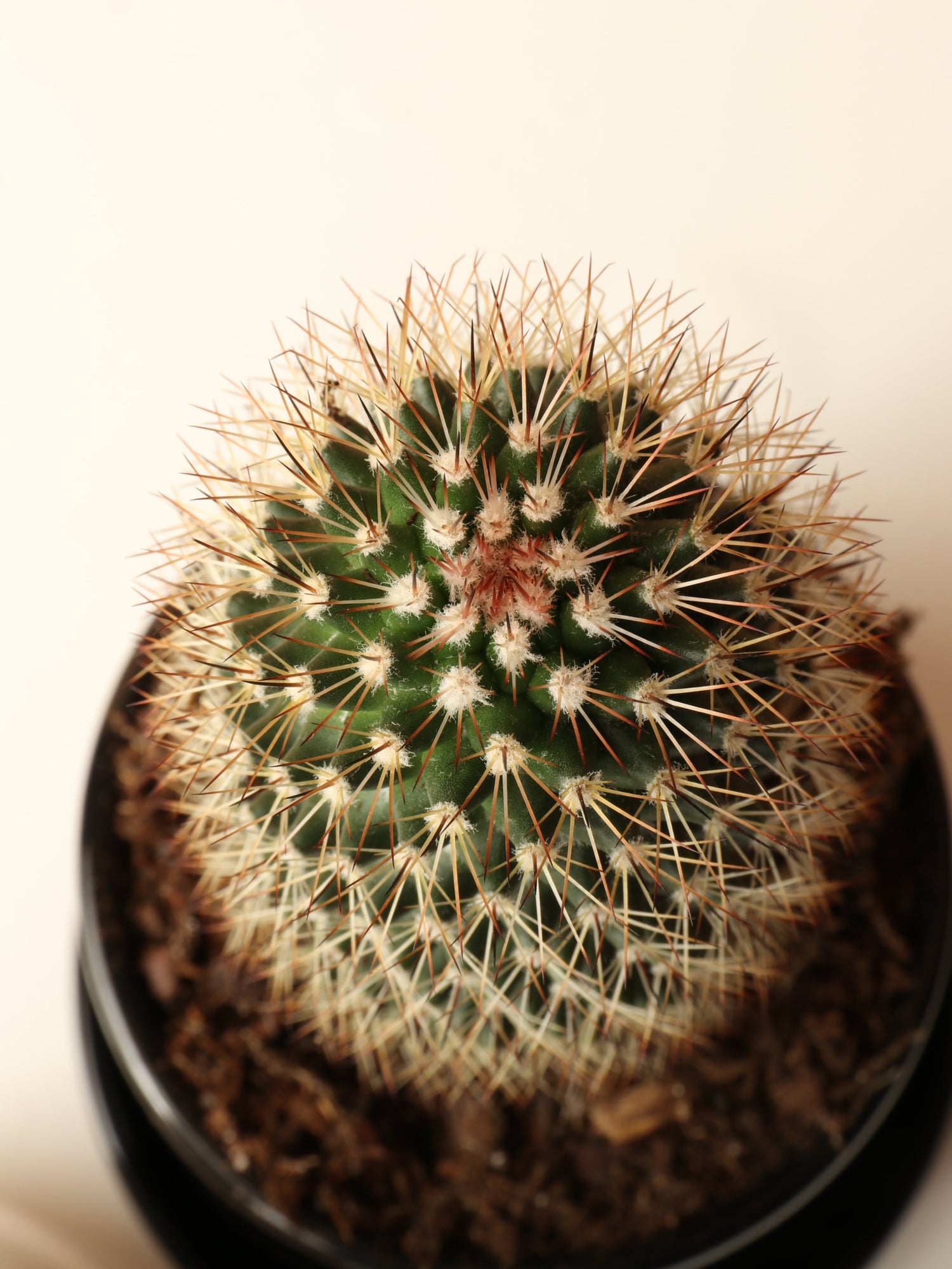Small Cactus Couple
